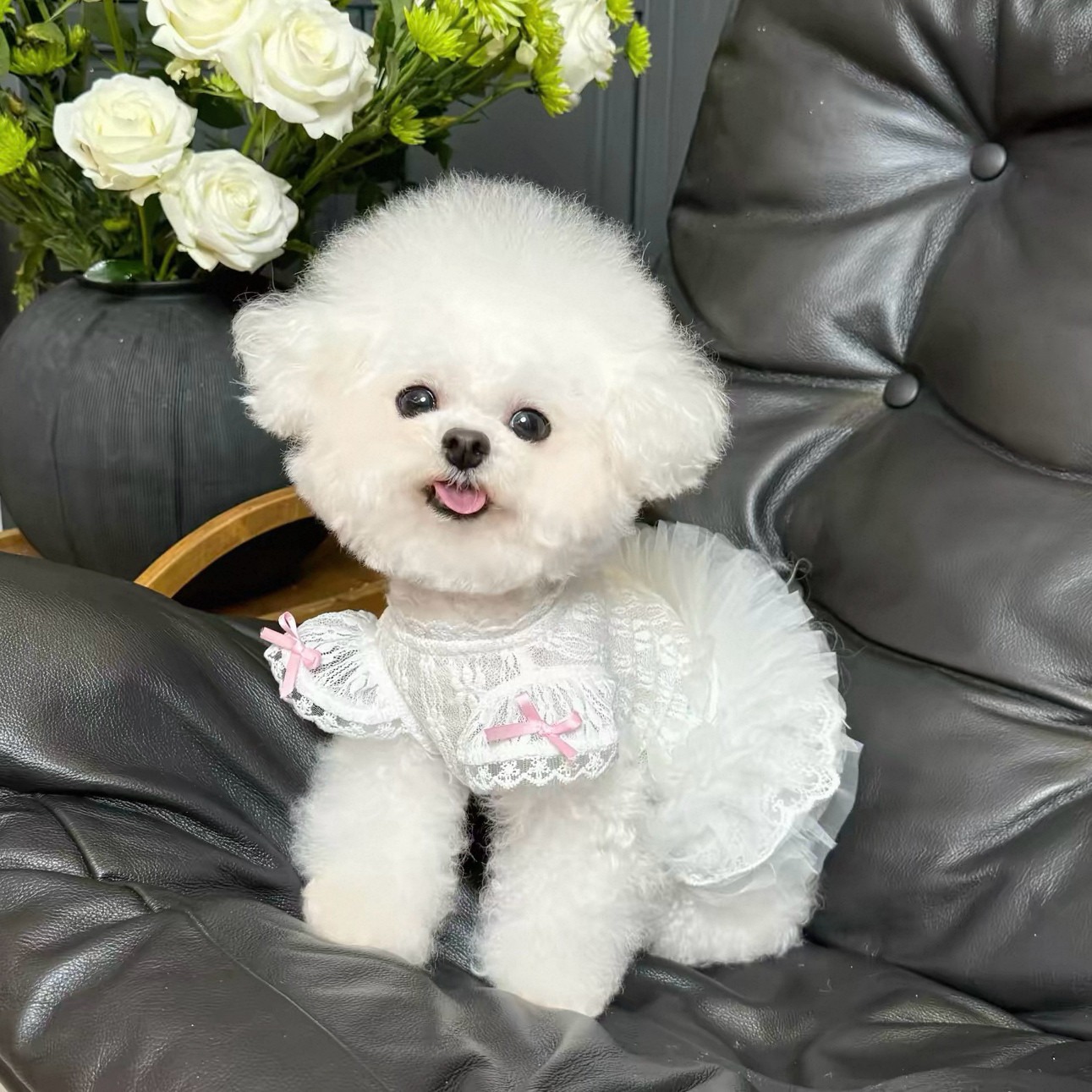 2026 Princess Style Pet Dress  - Lace Teddy Lingerie incelemesi ve fiyatı