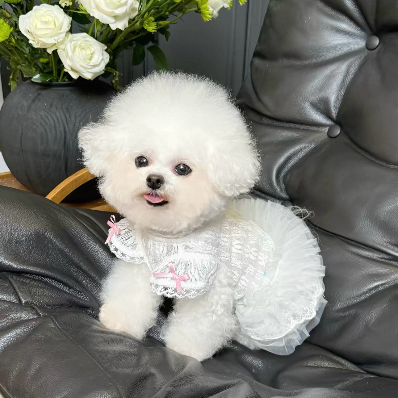2026 Princess Style Pet Dress  - Lace Teddy Lingerie incelemesi ve fiyatı